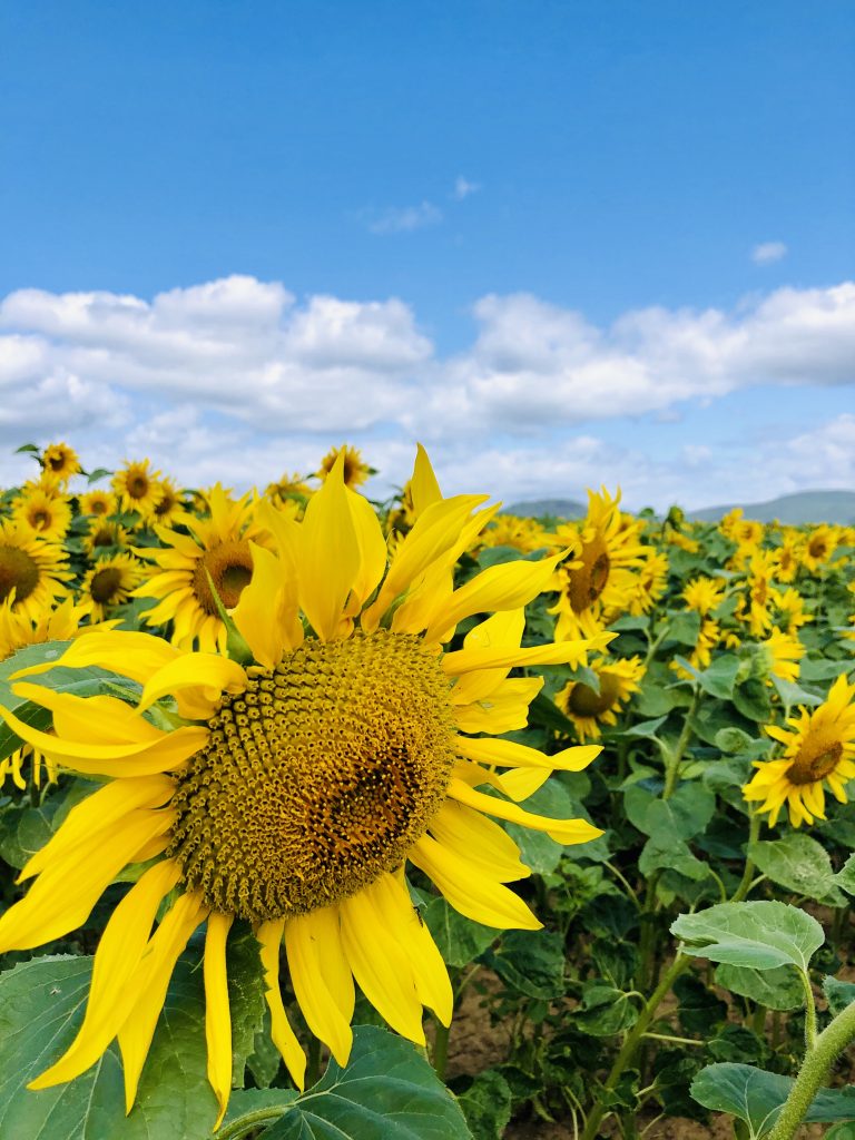 Pascal Brucher – Sonnenblume im Elsaß